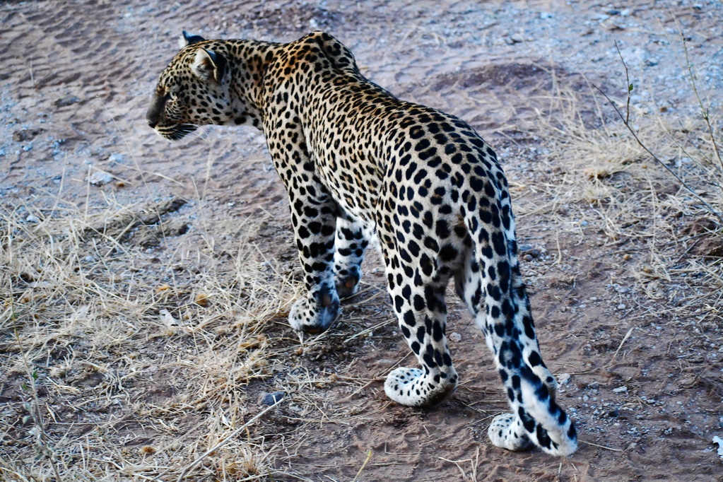 Buffalo Springs Nat. Reserve